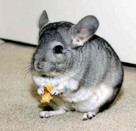 chinchilla-0037