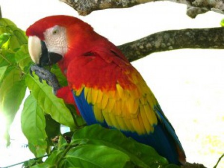 ara_macaw_lapa_roja_picture_16b-1-