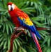 a_macaw1